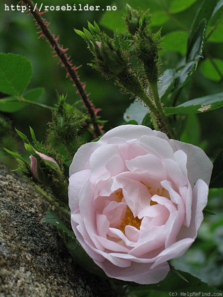 'Wichmoss' rose photo