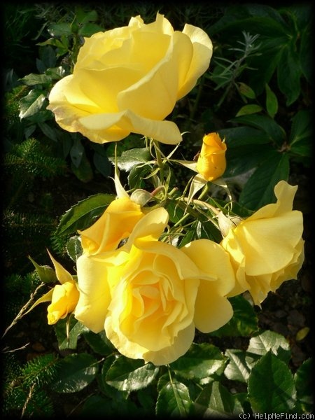 'Bayerngold ®' rose photo