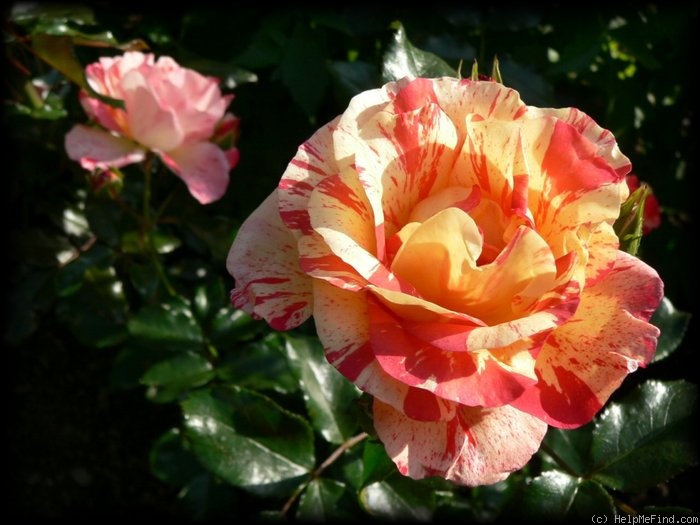 'Alfred Sisley ™' rose photo