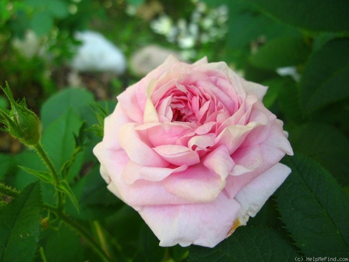 'Königin von Dänemark (Alba, Booth, 1816)' rose photo