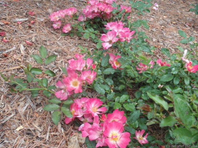 'Pink Drift ® (shrub, Mouchotte/Meilland, 2008)' rose photo