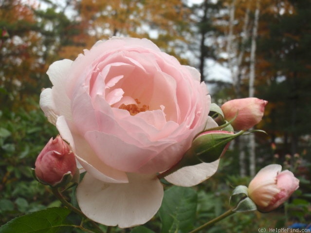 'Heritage ®' rose photo