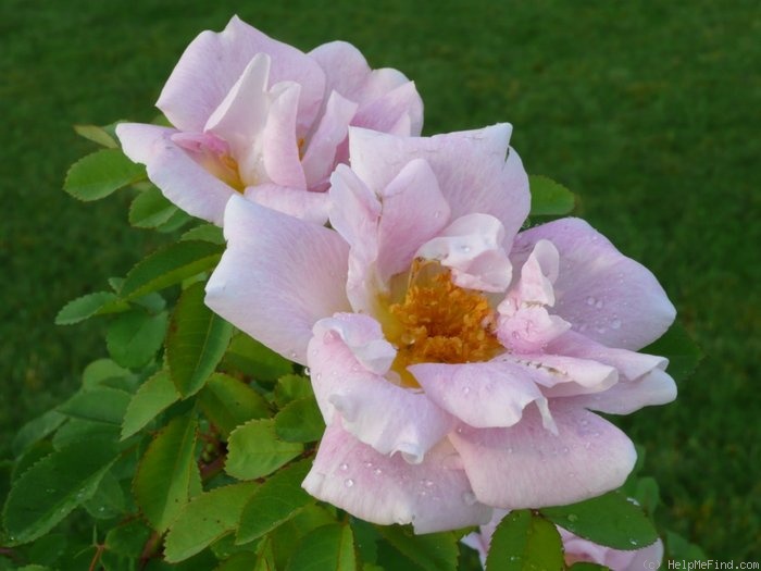 'Nevada (shrub, Dot, 1927)' rose photo