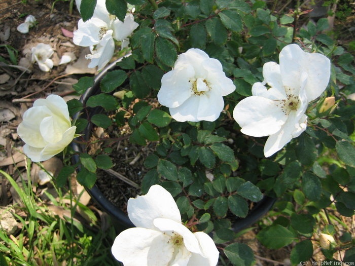 'White Out' rose photo
