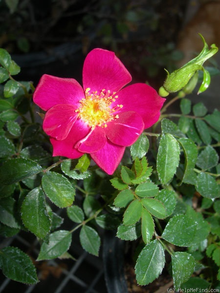 '42-03-02' rose photo