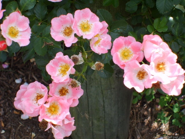 'Carefree Delight' rose photo