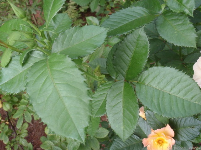 'Morden Sunrise (Shrub, Collicutt, 1991)' rose photo