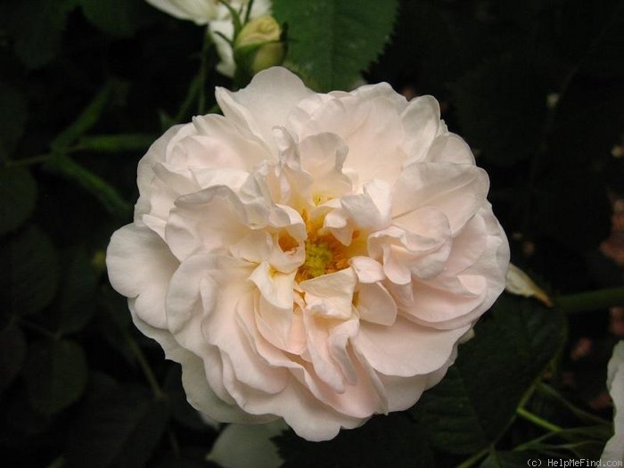 'Rosa alba maxima' rose photo