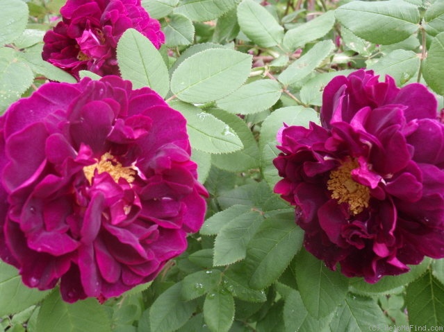 'Tuscany Superb' rose photo