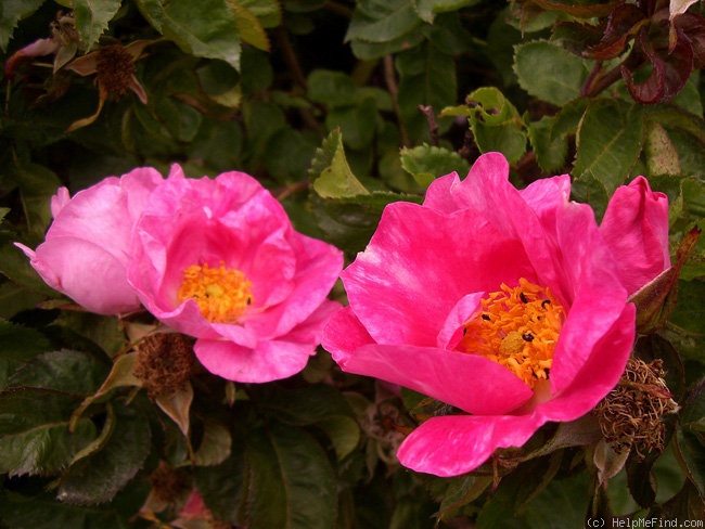 'Bizarre de Lens' rose photo