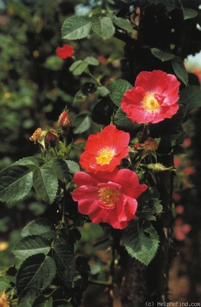 'Lucy Bertram' rose photo