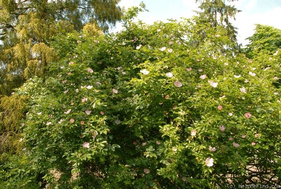 'R. micrantha' rose photo