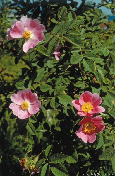 'R. sherardii' rose photo