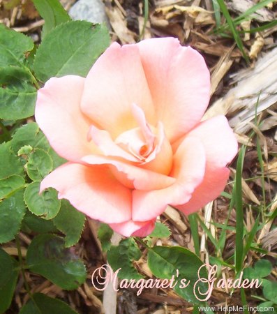 'Sheer Elegance ™' rose photo