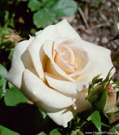 'Porcelina (hybrid tea, Interplant 1983)' rose photo