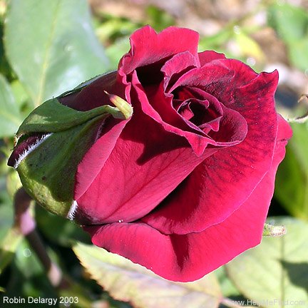 'Zulu Queen' rose photo