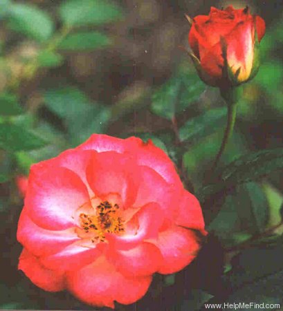 'Sweet Symphony' rose photo