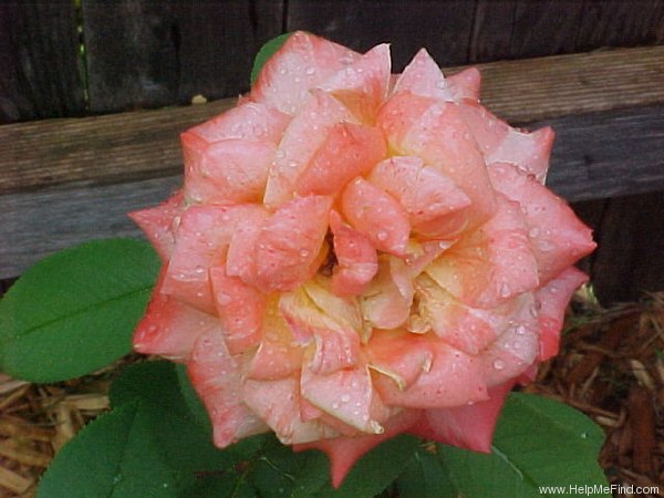 'Tropical Sunset ™ (hybrid tea, McGredy, 1988)' rose photo