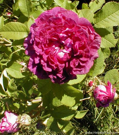 'Belle de Crécy (Gallica, Roeser, 1829)' rose photo