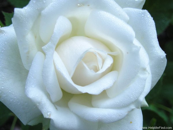'Paloma Blanca' rose photo