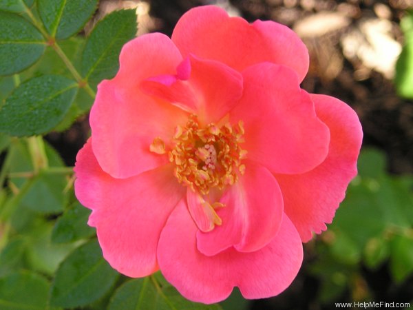 'Summer Wind' rose photo