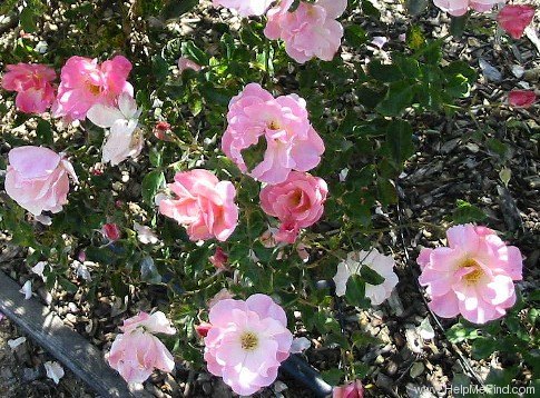 'Smiles (floribunda, Nicolas, 1937)' rose photo