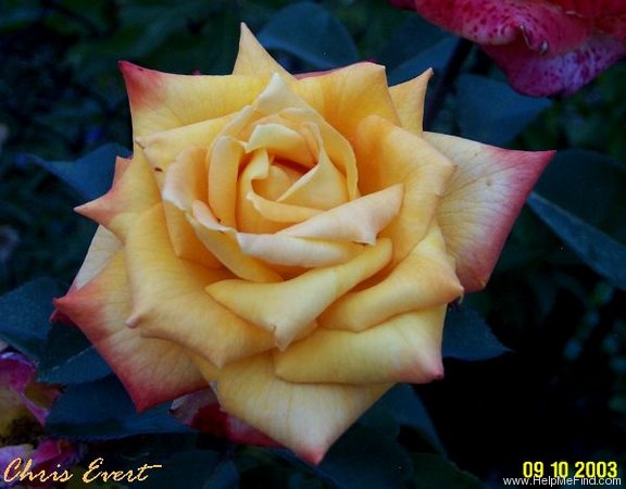 'Chris Evert ™' rose photo