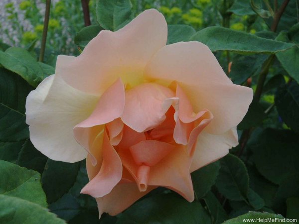 'Jacquenetta' rose photo