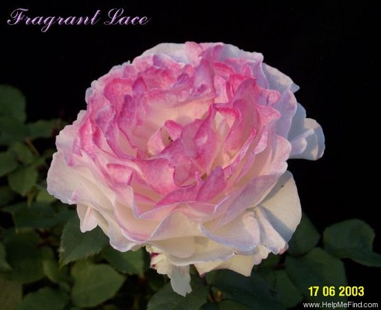 'Fragrant Lace ™' rose photo