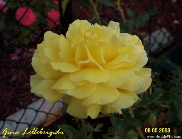 'Gina Lollobrigida ®' rose photo