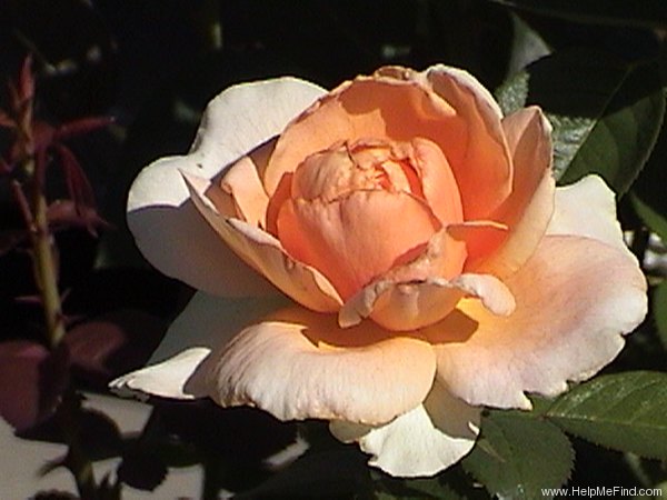 'Abbaye de Cluny ®' rose photo