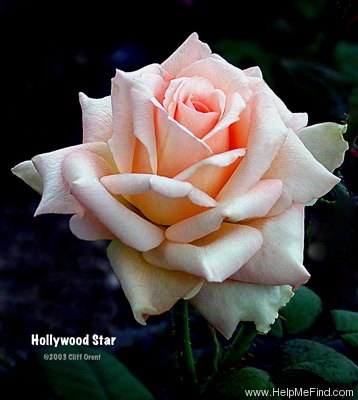 'Hollywood Star' rose photo