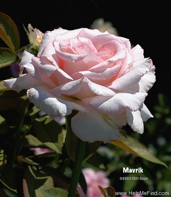 'Mavrik' rose photo