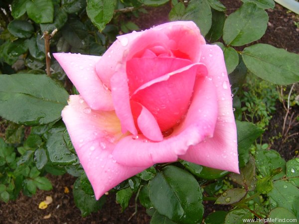 'Campanile' rose photo
