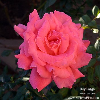 'Key Largo™ (hybrid tea, Zary 2000)' rose photo