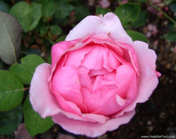 'Radiance' rose photo