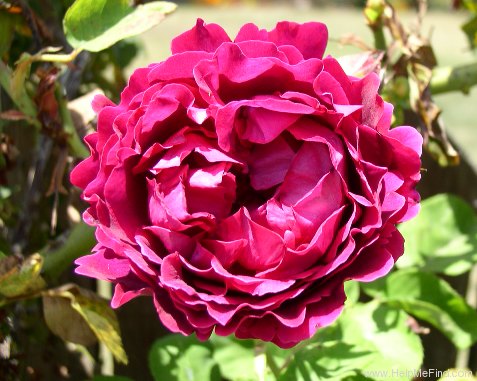 'Black Prince (hybrid perpetual, Paul, 1865)' rose photo