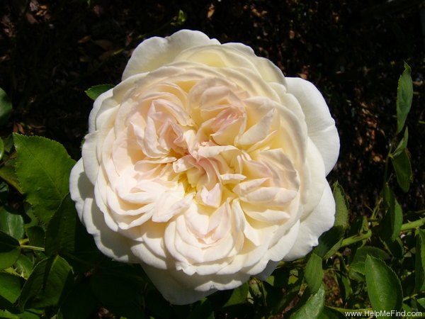 'Fragrant Memories' rose photo
