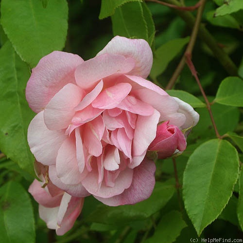 'Desprez à Fleur Jaune' rose photo