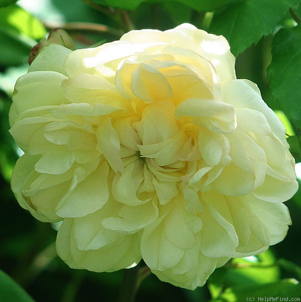 'Desprez à Fleur Jaune' rose photo