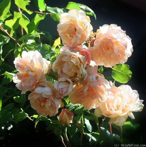 'Desprez à Fleur Jaune' rose photo