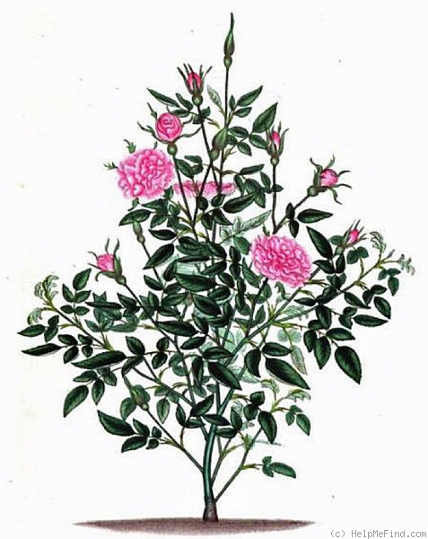'<i>Rosa semperflorens minima</i> synonym' rose photo