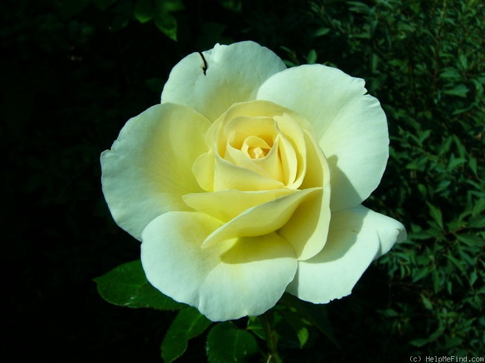 'Grand Nord ®' rose photo