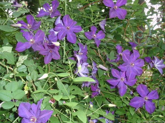 'Polish Spirit' clematis photo