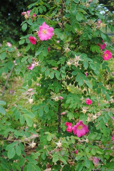 'Rosa oxyodon forma haematodes' rose photo