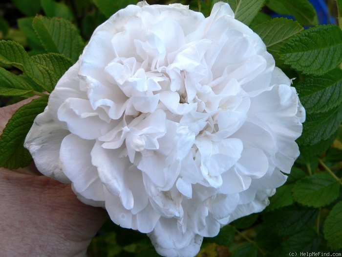'Peony Blanc' rose photo