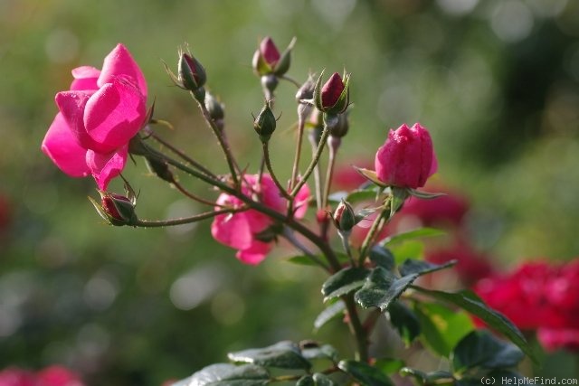 'Angelica (floribunda, Kordes, 1984)' rose photo