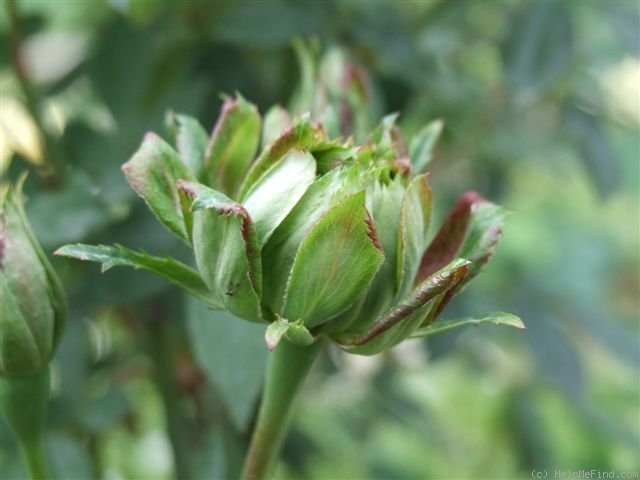 '<i>Rosa viridiflora</i>' rose photo