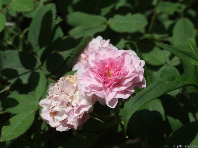 'Rose de Meaux' rose photo