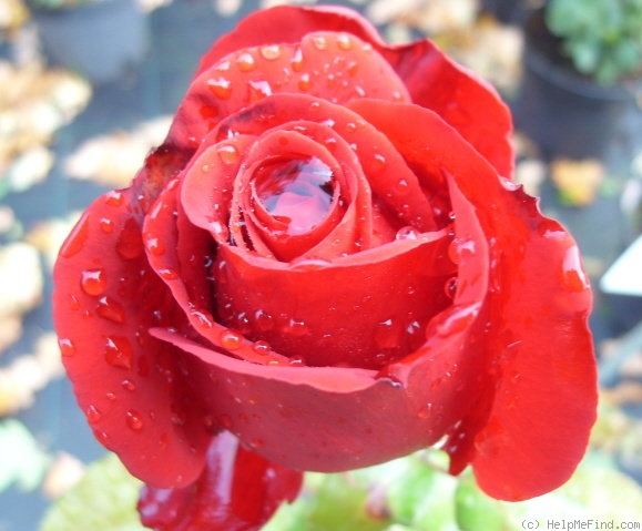 'Red Nostalgie' rose photo